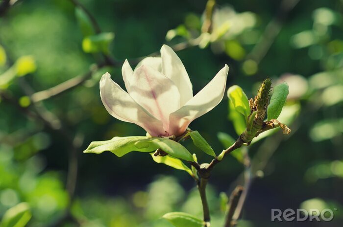 Fotobehang Magnolia op een takje