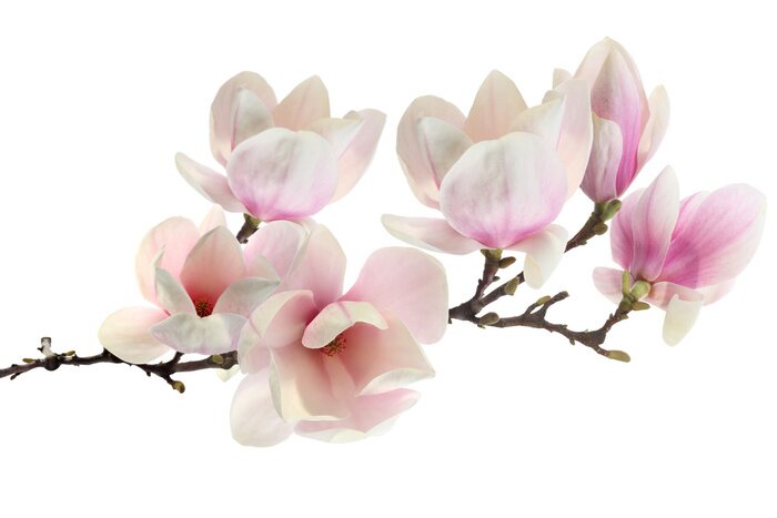Fotobehang Magnolia op een witte achtergrond