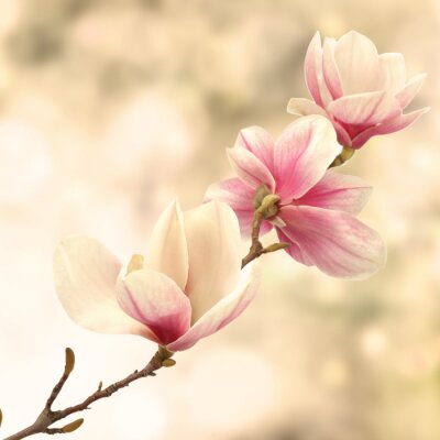 Fotobehang Magnolia op pastelkleurige achtergrond