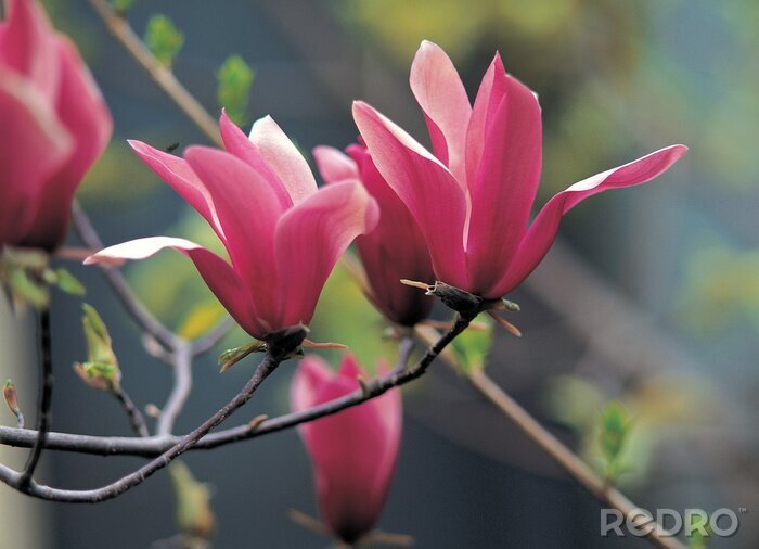 Fotobehang Magnolia's aan een boompje