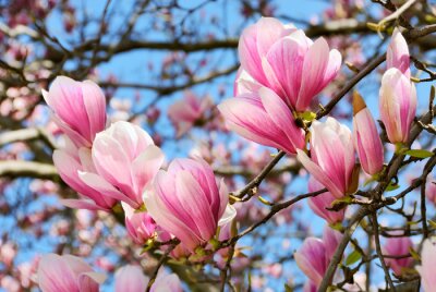 Magnolia's bloeien in het voorjaar