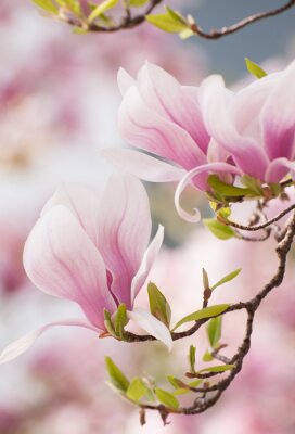 Fotobehang Magnolia's en kleine blaadjes