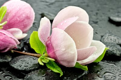 Fotobehang Magnolia's en spa stenen