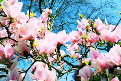 Fotobehang Magnolia's en turquoise lucht
