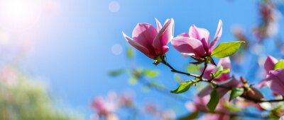 Fotobehang Magnolia's hemel en zon