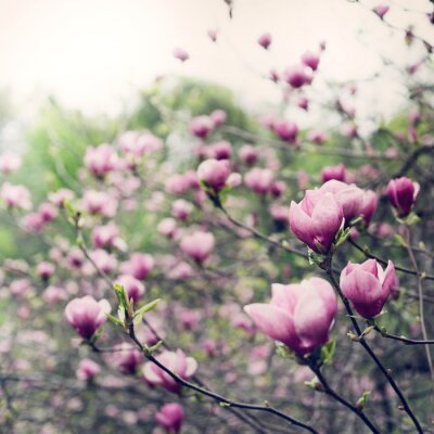 Fotobehang Magnolia's in de tuin