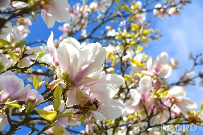 Fotobehang Magnolia's in de zon