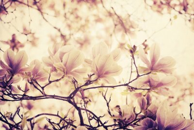 Fotobehang Magnolia's in een lichte tint