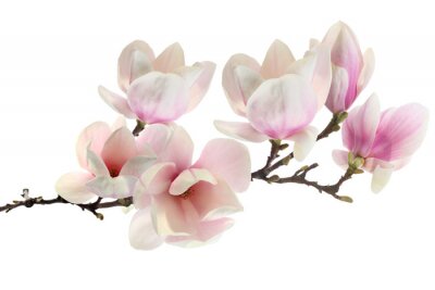 Fotobehang Magnolia's in fuchsiakleur op witte achtergrond