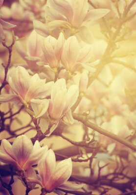 Fotobehang Magnolia's in het zonlicht