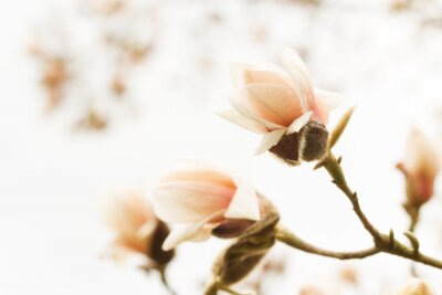 Fotobehang Magnolia's in theekleur