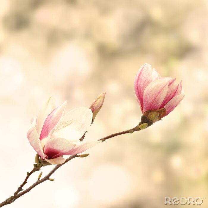 Fotobehang Magnolia's in vintage stijl