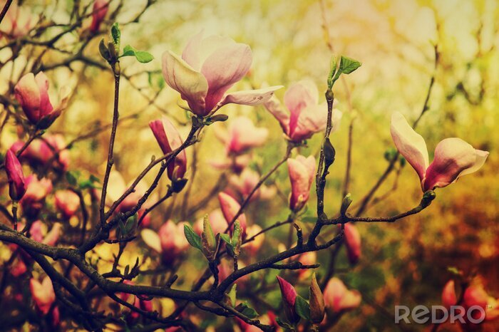 Fotobehang Magnolia's in warme kleuren