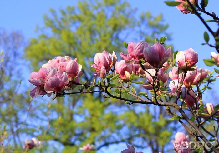 Fotobehang Magnolia's op een achtergrond van bomen
