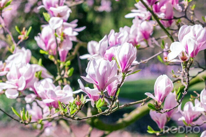 Fotobehang Magnolia's op een achtergrond van natuur