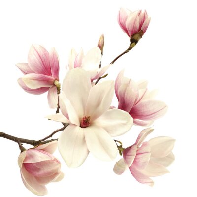 Fotobehang Magnolia's op een takje