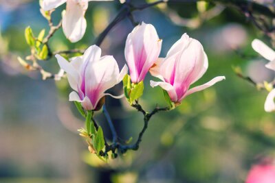 Fotobehang Magnolia's op een wazige achtergrond