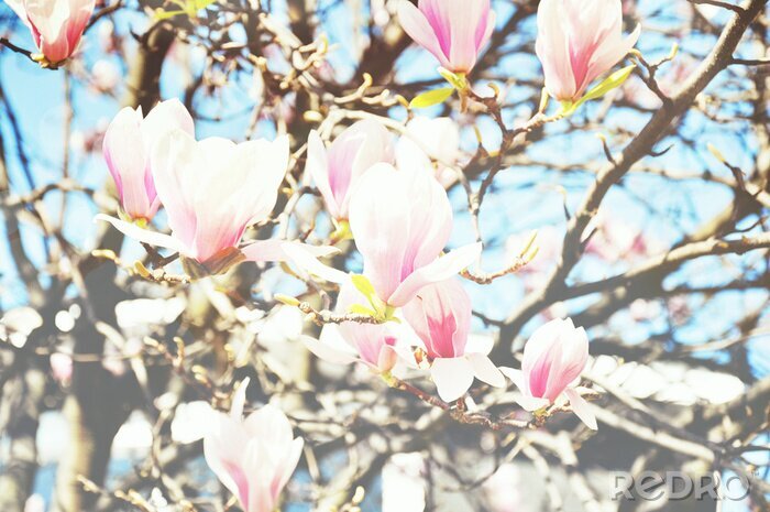 Fotobehang Magnolia's op takken in de zon