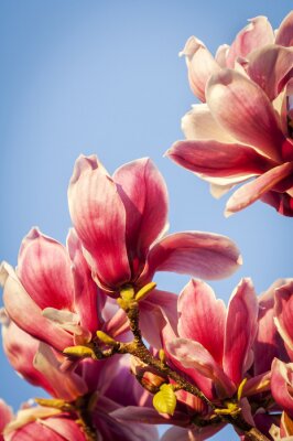 Fotobehang Magnolia's zon en lucht
