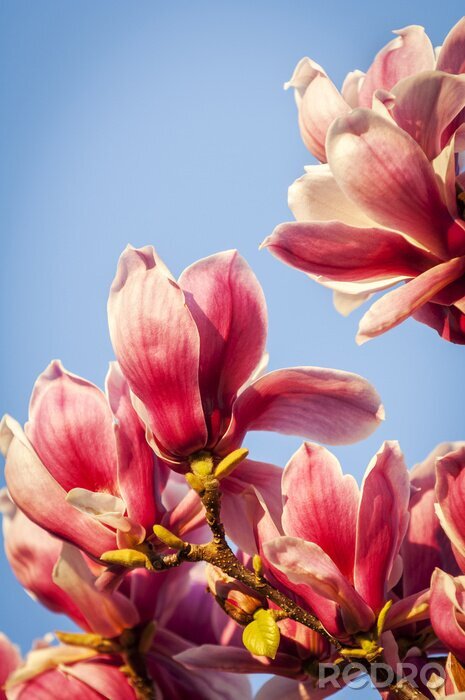 Fotobehang Magnolia's zon en lucht