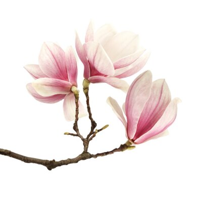 Fotobehang Magnolia tak op witte achtergrond