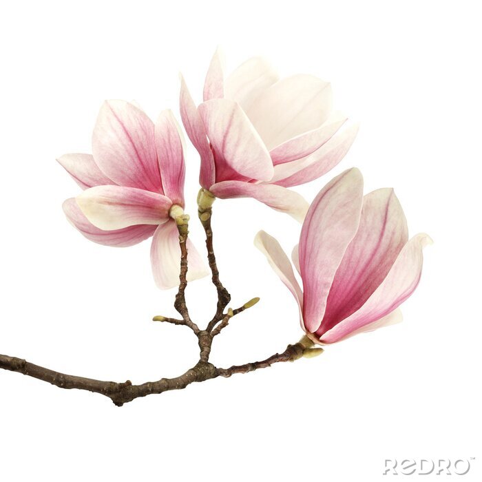 Fotobehang Magnolia tak op witte achtergrond