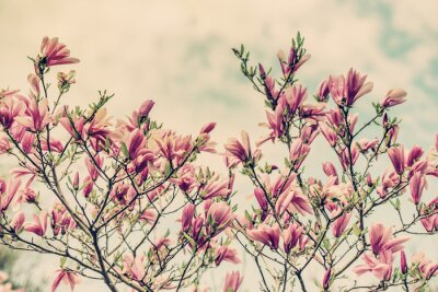 Fotobehang Magnolia tegen een retro lucht