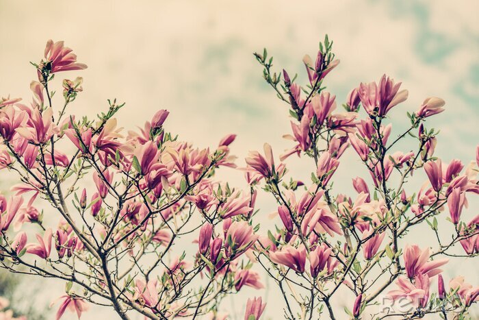Fotobehang Magnolia tegen een retro lucht