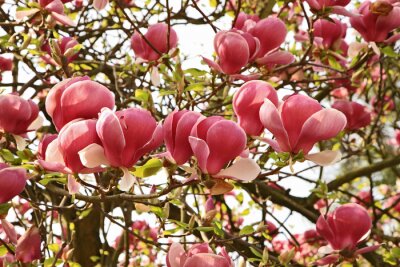 Fotobehang Magnolia tussen bladeren en takken