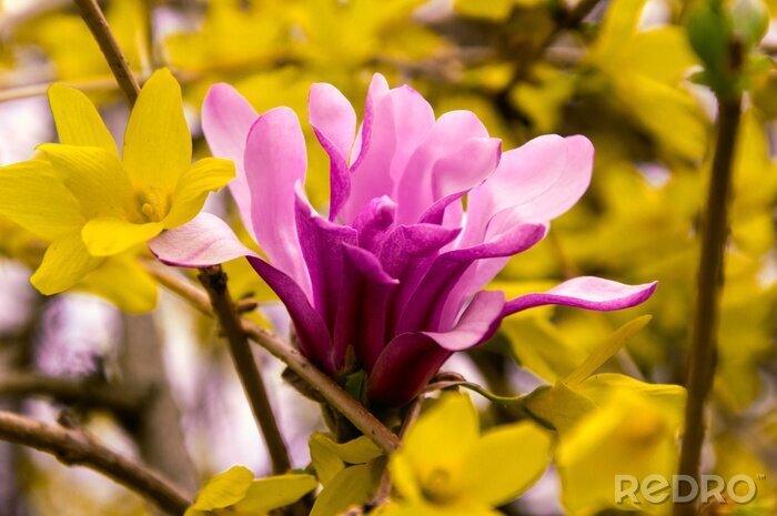 Fotobehang Magnolia tussen gele planten