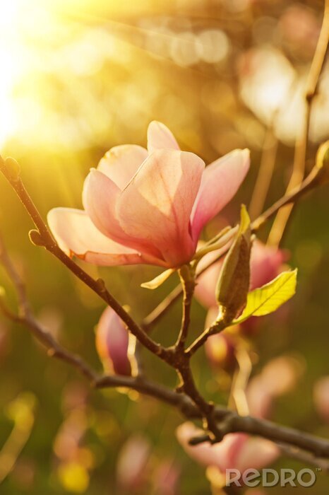 Fotobehang Magnolia verlicht door de zon