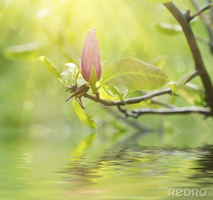 Fotobehang Magnolia verlicht door stralen