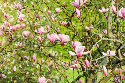 Fotobehang Magnoliablaadjes op een achtergrond van een tuin
