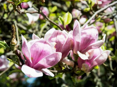 Fotobehang Magnoliabladeren en -twijgen