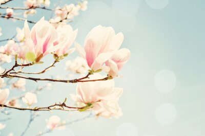 Fotobehang Magnoliabloemen op een retrofoto