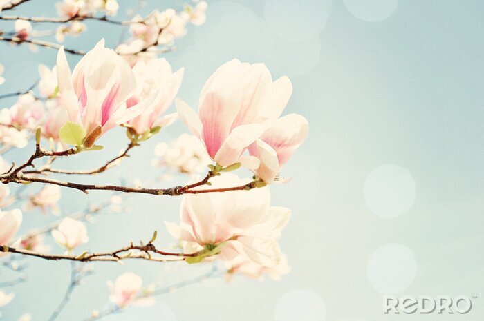 Fotobehang Magnoliabloemen op een retrofoto