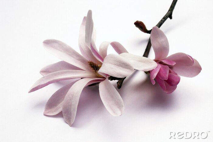 Fotobehang magnoliabloesem