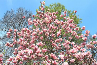 Fotobehang Magnoliaboom op een achtergrond van de hemel