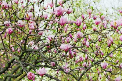 Fotobehang Magnoliaboom op een achtergrond van planten
