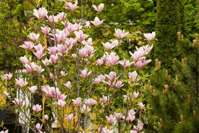 Fotobehang Magnoliaboompje in de tuin
