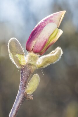 Magnoliaknop in close-up