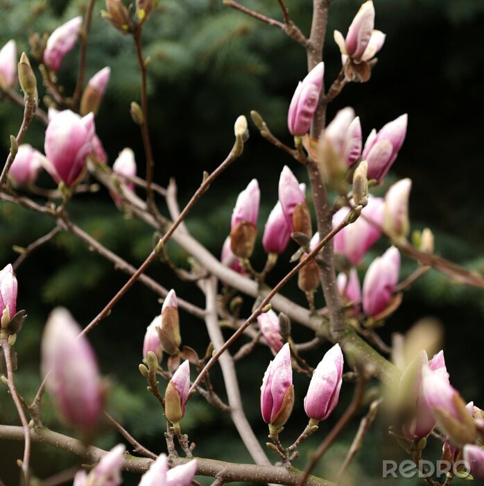 Fotobehang Magnoliaknoppen aan een boom