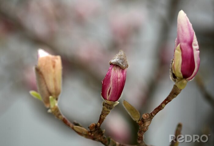 Fotobehang Magnoliaknoppen in bloei