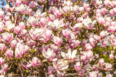 Fotobehang Magnoliastruik in de zon