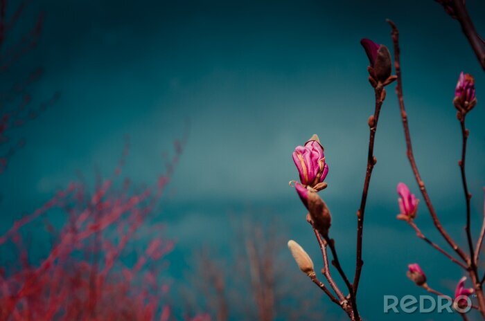 Fotobehang Magnoliastruiken en lucht
