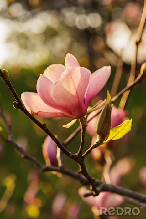 Fotobehang Magnoliatak bij zonsondergang