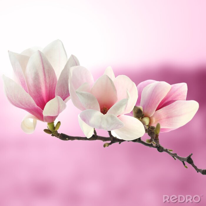 Fotobehang Magnoliatak op een roze achtergrond