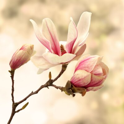 Fotobehang Magnoliatak op pastelkleurige achtergrond