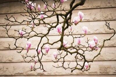 Fotobehang Magnoliatakje op een achtergrond van een muur