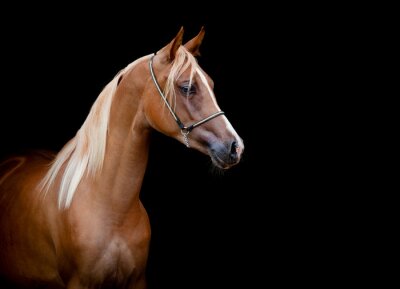 Fotobehang Majestueus Arabisch paard
